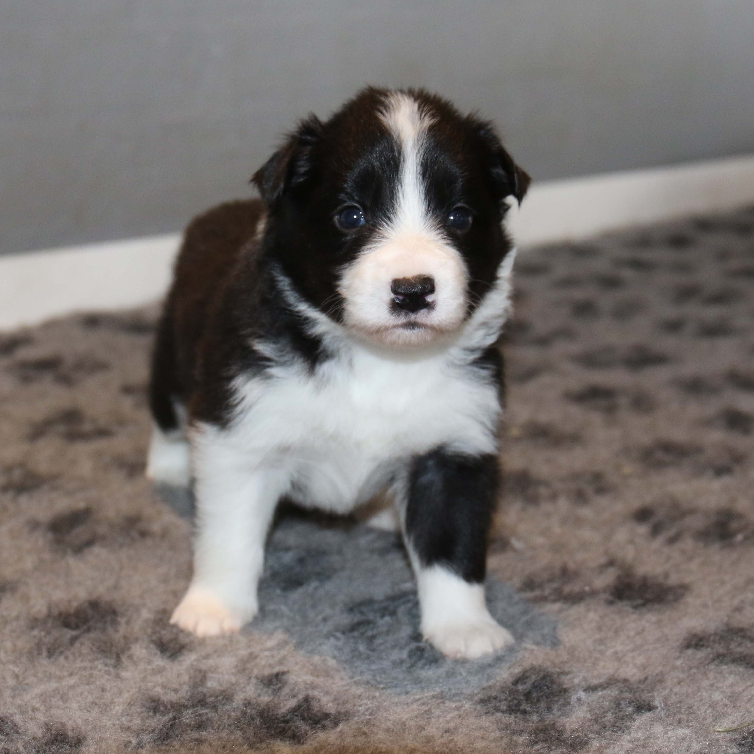 122A9524_border collie