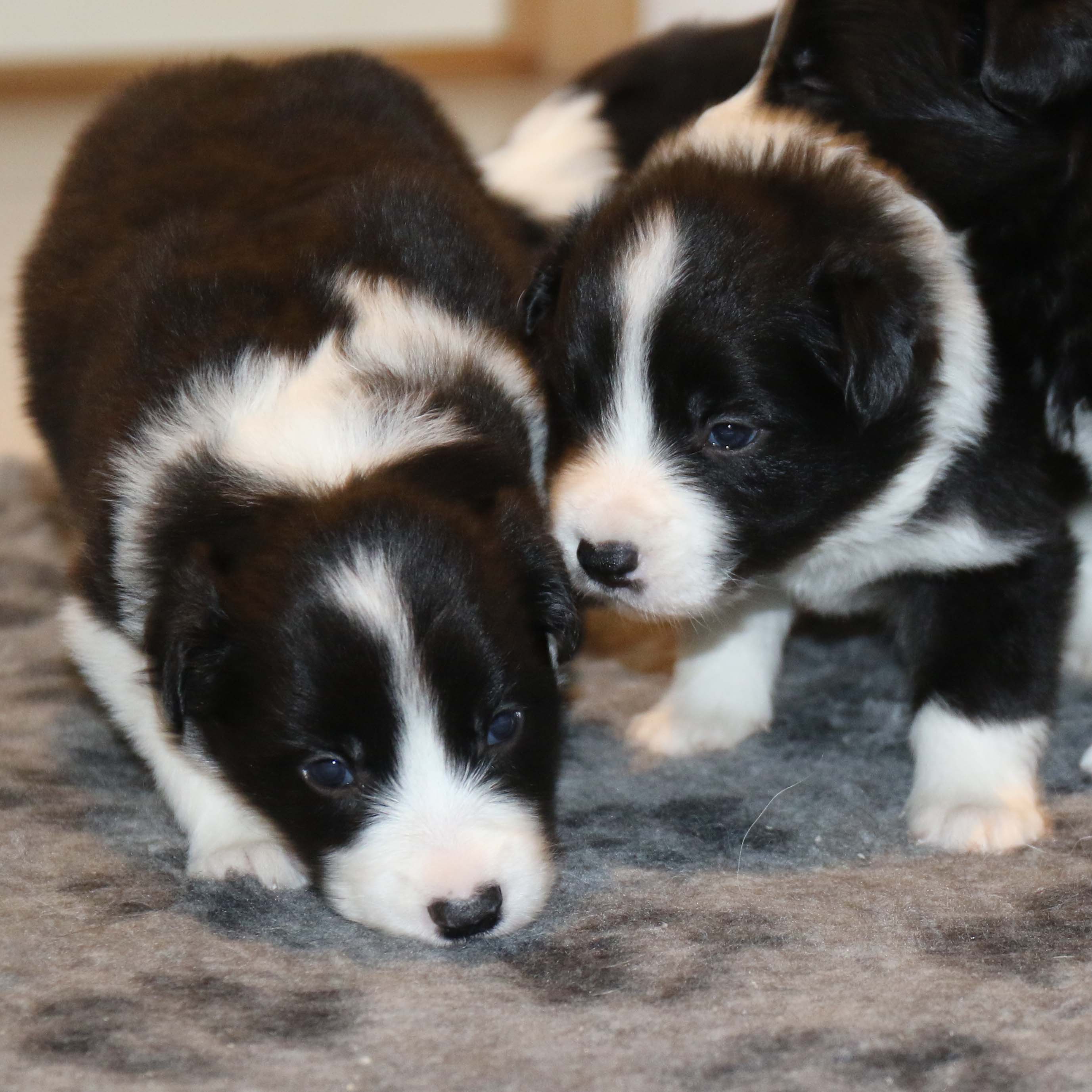 122A9548_border collie