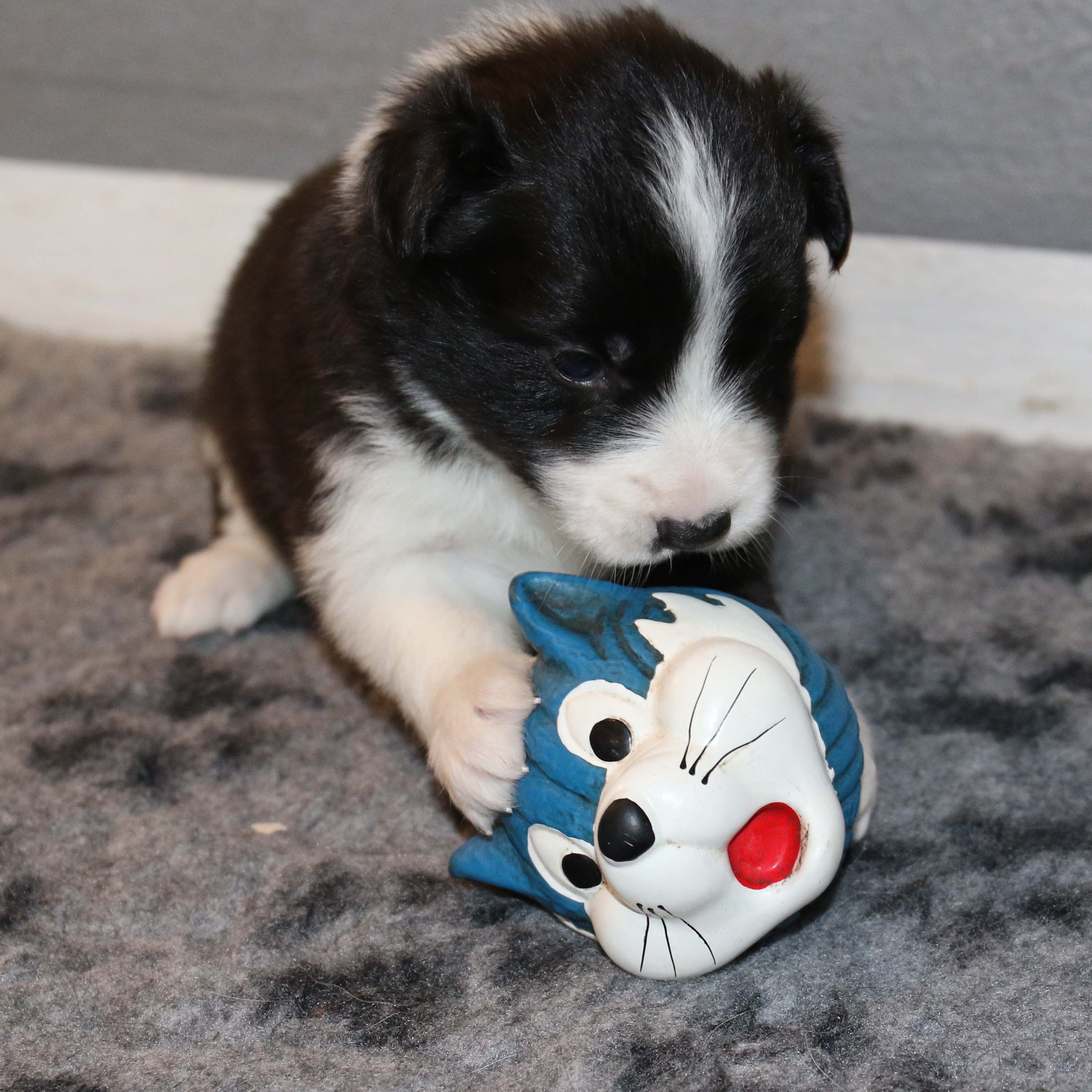 122A9565_border collie